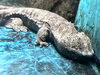 世界最大級の両生類！オオサンショウウオ「オオサンショウウオとウーパールーパー　〜かすみがうら市水族館で見るサンショウウオの不思議な世界」