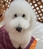 大型犬のトリミングもペットサロンエルサにお任せください ペットサロン エルサのニュース まいぷれ 苫小牧市