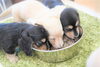 「ミニチュアダックス子犬情報」