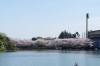 速報！ 川崎市の2018年開花状況【最新版】 | お花見するならここ