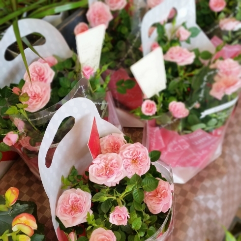 「【はなやホック皆生店】花鉢入荷しました！」