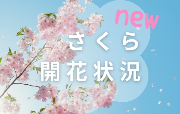 2024年☆山陰の桜開花状況　＠松江・安来
