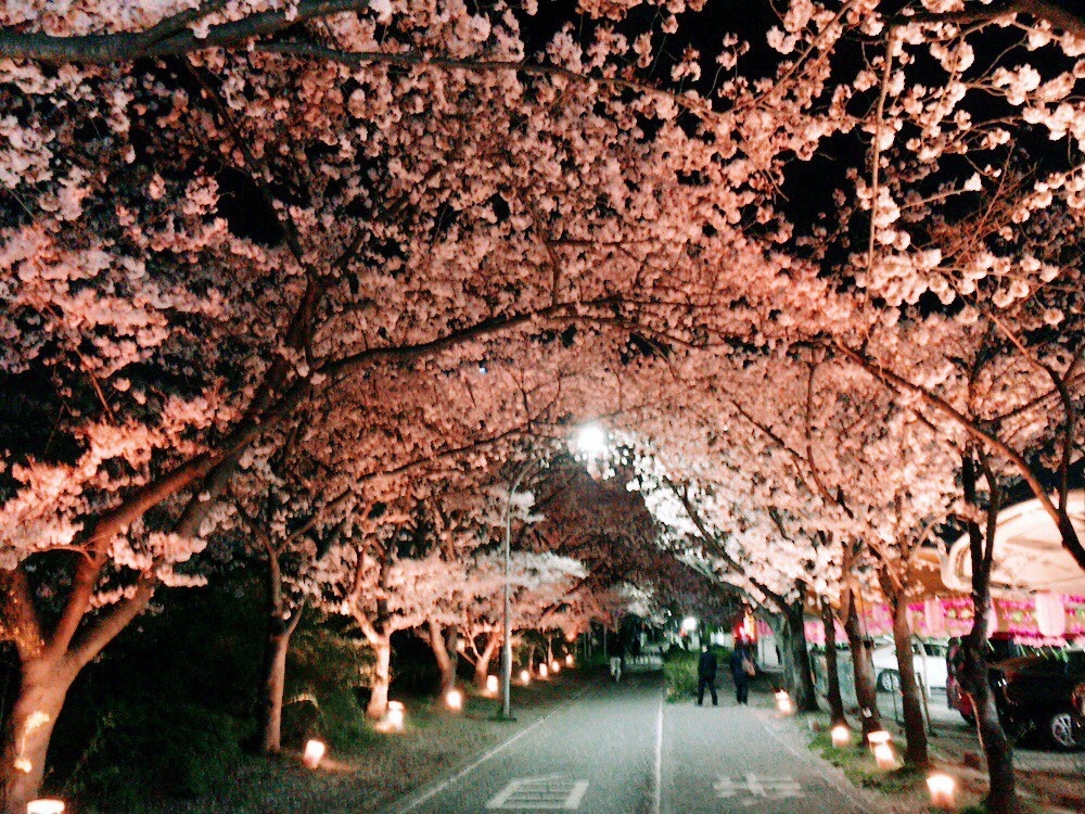 千葉トヨペット中央店の桜並木 千葉市稲毛区 お花見するならここ 千葉 船橋 市川 習志野の 桜 特集 21年 まいぷれ 千葉市 千葉トヨペット中央店の桜並木 千葉市稲毛区 お花見するならここ 千葉 船橋 市川 習志野の 桜 特集 21年 まいぷれ 千葉市