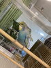 ⭐︎【ライム】⭐︎「－　羽衣セキセイインコ　－」