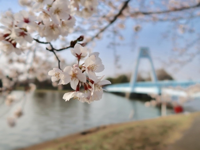 水元 柴又 鎌倉周辺の人気お花見スポット19 桜名所 葛飾区内の人気お花見スポット19 桜名所 まいぷれ 葛飾区 水元 柴又 鎌倉周辺の人気お花見スポット19 桜名所 葛飾区内の人気お花見スポット19 桜名所 まいぷれ 葛飾区