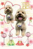 「Dog salon mofu mofu　余市町」
