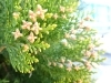 コンプリート あすなろ 花 乾いた壁