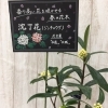 春の花木　沈丁花「♬　春　♬」