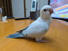 「迷子のオキナインコを探しています【西条市下島山】」