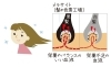 白髪が出来る原因の１つでは「栄養不足」です。「髪の毛のつや」