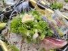 「今日は魚は割と多めに入ってます✨✨」