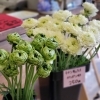 ラナンキュラス180円、250円「【はなやホック皆生店】春の花々」