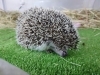 「ヨツユビハリネズミのむぎちゃ」