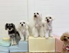 Ｈこなつちゃん♡じろうくん♡理玖くん♡リーチくん「ましゅまろ幼稚園🐾」
