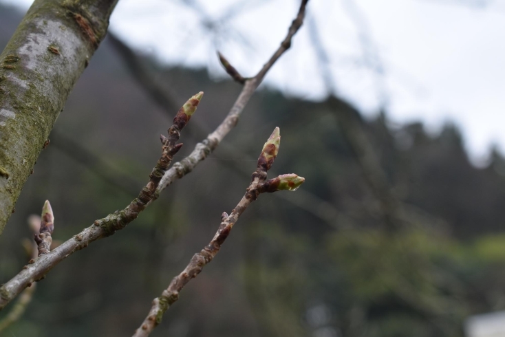露のついた八重桜のつぼみ「引揚記念公園でお花見」