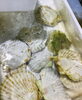 「西海物産館・魚魚市場鮮魚コーナーおすすめは「ノドグロ・ホタテ」入荷しました♪」
