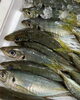 「本日鮮魚入荷致しました」