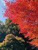 真っ赤な紅葉「ぶらり一人旅(❛ᴗ❛ )✧斐川町 仏壇」