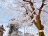 「大人も童心に戻って楽しもう！雪国の氷点下の朝しかできない遊び、凍み渡り。」