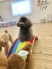 リリーちゃん　上手　👏「ましゅまろ幼稚園🐶」