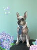 「Dog salon mofu mofu　余市町」