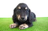 「ミニチュアダックス子犬情報」