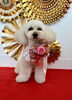 ハナちゃん「Happy New Year」