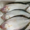 「魚魚市場鮮魚コーナーおすすめは「カマス・カレイ」です♪」