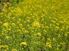 前回より少し黄色くなった？「菜の花　ご利用者様に喜んでいただきました。」