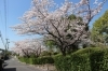 桜特集 長久手 血の池公園 豊明 東郷 日進 長久手の桜特集 まいぷれ 豊明 東郷 日進 長久手