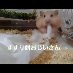 バキュームハムちゃん！おもしろ可愛いハムスターcute funny hamster Vacuum hamster　＃18