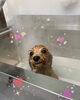カシミアタッチトリートメント中♡「可愛い子ちゃん♡ Dog salon mofu mofu 余市町」