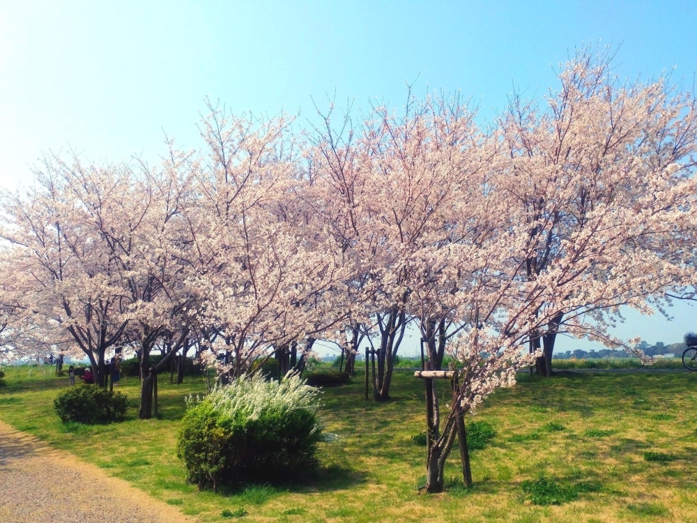 さくら堤公園 市川 お花見するならここ 千葉 船橋 市川 習志野の 桜 特集 21年 まいぷれ 市川市