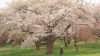 森町・青葉ヶ丘公園に咲き誇る桜