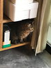 「箱好きのしまこなので…」
