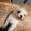 「✿11/5 譲渡会(所沢市)参加保護犬情報！⑳✿ イタリアングレーハウンド/ペキニーズ/トイプードル」