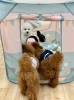 みんながボールプールに来てくれたよ😃「ましゅまろ幼稚園🐾新入園児さん」