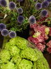 瑠璃玉アザミ、トルコキキョウ「まあるいフォルムのいろんなお花が入荷しました！ドウダンツツジも入荷しています。。。」