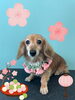「Dog salon mofu mofu 余市町」