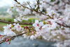 まだ５分？７分咲き？枝の先は花芽を鳥が食べてなければこれから咲く？「花見第一陣」