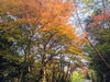「【西条市 黒瀬】黒瀬ダム公園へ向かう道中に美しい紅葉！」