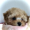 「babyちゃん　ʕ•ᴥ•ʔ」