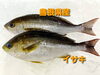 「○本日のお刺身○【島根県産】イサキ、【境港産】本マグロ」