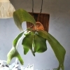 おすすめ！ 育てやすい！おしゃれ！「植物入荷情報！アガベ Agave アロエ そして ビカクシダ ネザーランド コウモリラン 。  塊根 ユーフォルビア サボテン 多肉 観葉植物  」