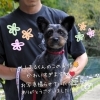 「✿狭山湖お散歩犬紹介✿ ペット火葬 狭山湖動物霊園 / 豆柴 / トイプードル / 豆プー 」