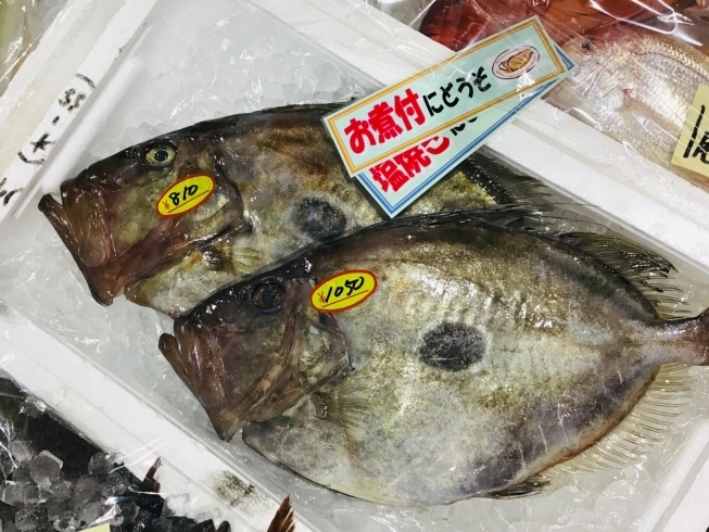 西海物産館魚魚市場鮮魚コーナーおすすめは レンコ鯛 マトウダイ 入荷してます 魚魚の宿のニュース まいぷれ 佐世保