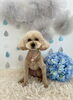タロウくん「わんこと梅雨☔️」