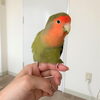 コザクラインコのいっちゃん☆