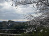 「西海橋物産館　西海橋・桜🌸情報」