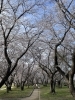 宮川堤「宮川堤の桜」